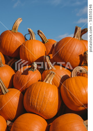 Pile of orange pumpkins against bright blue sky 58850146