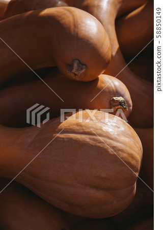 Crookneck gourd, large crookneck pumpkin 58850149