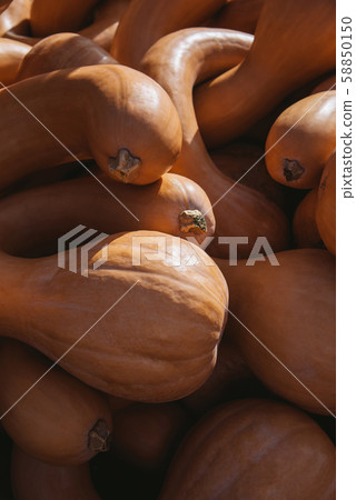 Crookneck squash 58850150