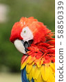 Macaws 58850339
