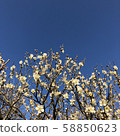 Dazaifu plum 3 58850623