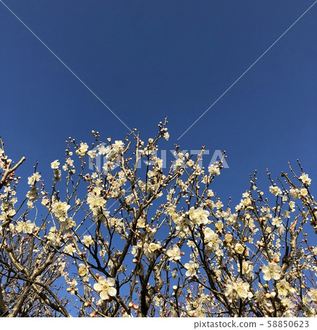 Dazaifu plum 3 Dazaifu plum 3 58850623