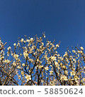 Dazaifu plum 4 58850624