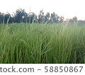 Rice and sky in evening 58850867