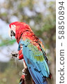 Macaws 58850894