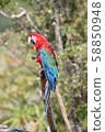 Macaws 58850948