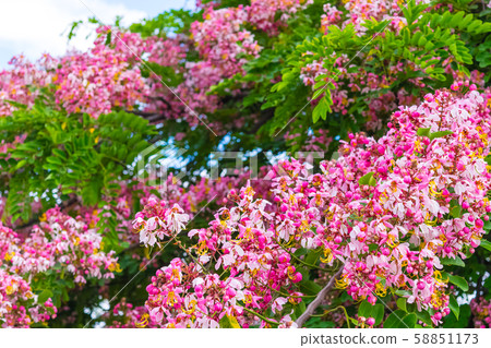 Cassia bakeriana Craib, Cassia bakeriana Craib, 58851173