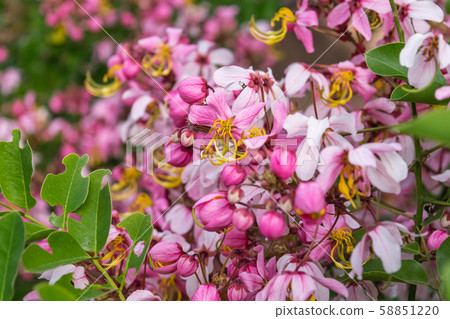 Cassia bakeriana Craib, Cassia bakeriana Craib, 58851220