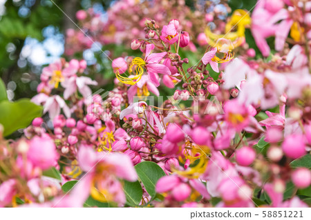 Cassia bakeriana Craib, 58851221