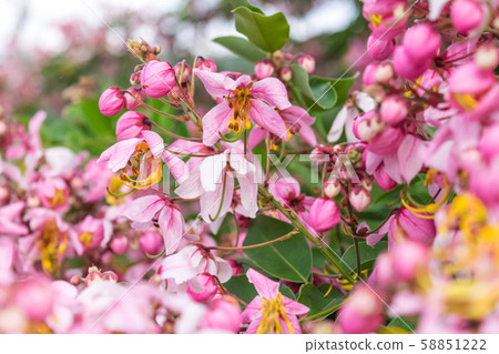 Cassia bakeriana Craib, 58851222