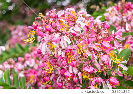 Cassia bakeriana Craib, 58851225