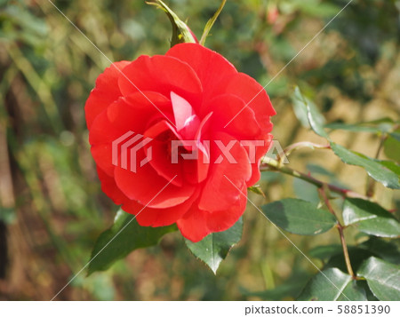 Red flower	 58851390