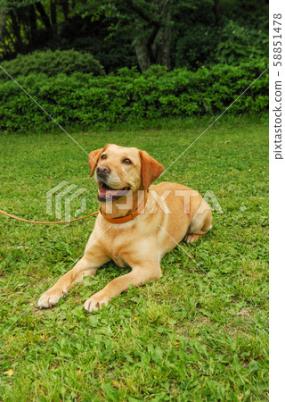 拉布拉多犬 拉布拉多犬 58851478