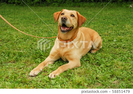 拉布拉多犬 拉布拉多犬 58851479