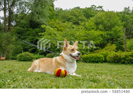 威爾士柯基犬彭格羅夫 威爾士柯基犬彭格羅夫 58851480