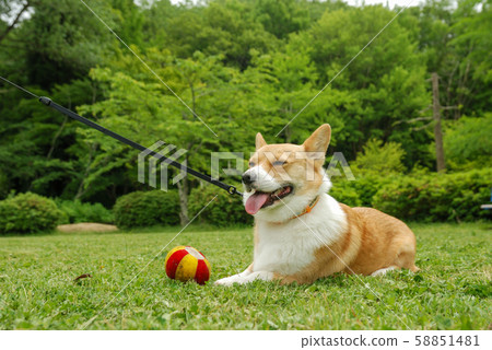 威爾士柯基犬彭格羅夫 威爾士柯基犬彭格羅夫 58851481
