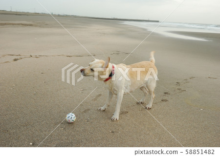 拉布拉多犬在沙灘上玩球 拉布拉多犬在沙灘上玩球 58851482
