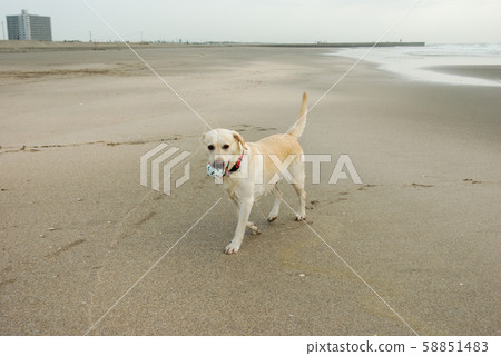 拉布拉多犬漫步在沙灘上 拉布拉多犬漫步在沙灘上 58851483