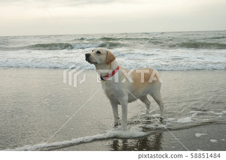拉布拉多犬漫步在沙灘上 拉布拉多犬漫步在沙灘上 58851484