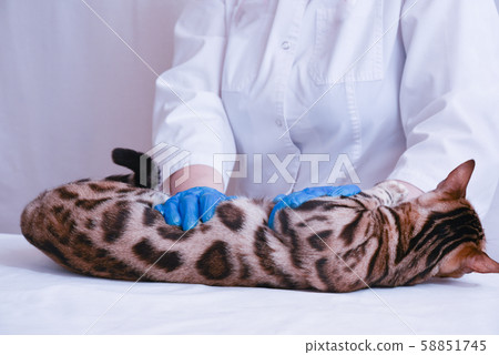 the vet examines the cat in the clinic. Abdominal palpation. 58851745