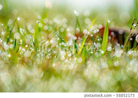 晨露球散景素材[長野縣] 58852173