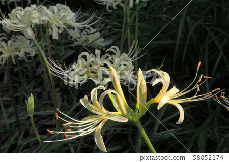 群集孤挺花 58852174