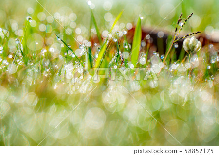 晨露球散景素材[長野縣] 58852175