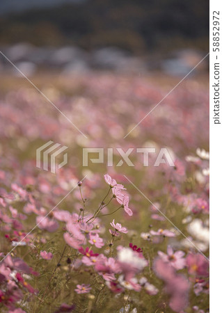 Cosmos of Fujiwara Palace ruins 58852972