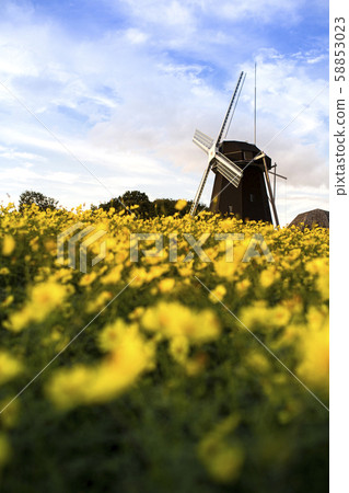 Tsurumi Ryokuchi Park / Cosmos 58853023