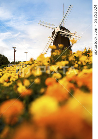 Tsurumi Ryokuchi Park / Marigold 58853024