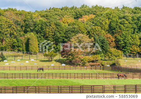 牧場風景馬 58853069
