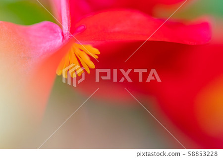 Flowers taken with soft focus 58853228
