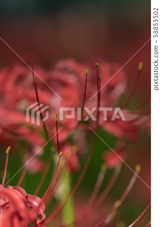 [Kinchakuda, cluster amaryllis] 58853502