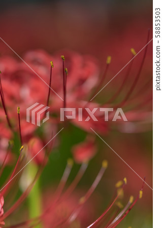 [Kinchakuda, cluster amaryllis] 58853503