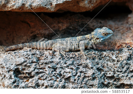 Stellion or agama-gardun is a species of agamidae Stellion or agama-gardun is a species of agamidae 58853517