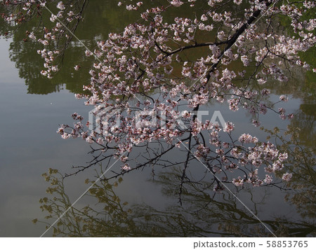 Nagoya Castle Point View 58853765