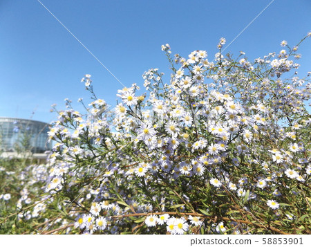 Genpeikogik白花說花顏色變成粉紅色 58853901