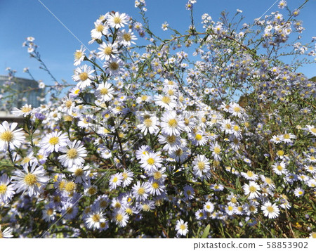 Genpeikogik白花說花顏色變成粉紅色 58853902