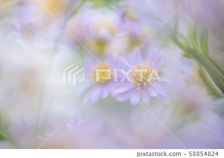 Flowers taken with soft focus 58854824