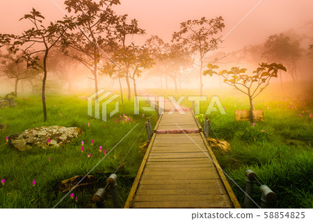 A Walk Way in Siam Tulip A Walk Way in Siam Tulip 58854825