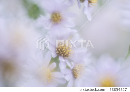 Flowers taken with soft focus Flowers taken with soft focus 58854827