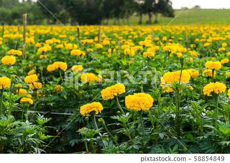yellow marigold flowers 58854849