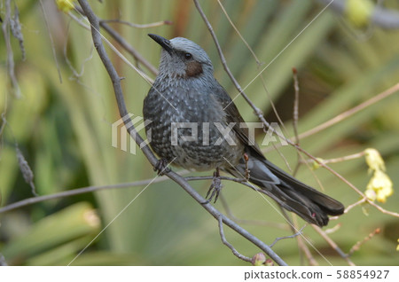 白尾鳥（Tachikawa Park / Tachikawa City，Tokyo） 58854927