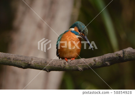 Male Kingfisher (Negawa Ryokuchi/Tachikawa Park/Tachikawa City, Tokyo) 58854928