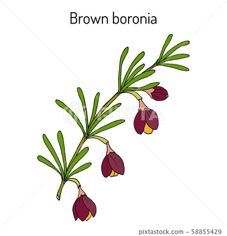 Brown boronia B. megastigma , medicinal plant 58855429
