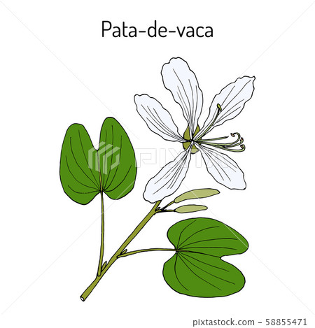 Brazilian orchid tree, or pata-de-vaca Bauhinia forficata , medicinal plant 58855471