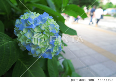 “當繡球開花” 58855598