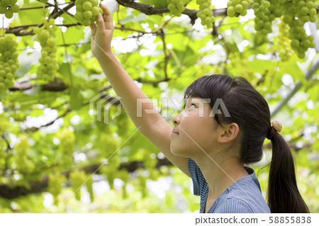 A girl picking grapes A girl picking grapes 58855838