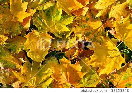 Autumn background with colored leaves Autumn background with colored leaves 58855848