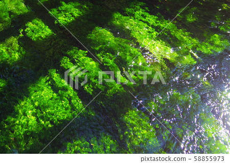 Water plants 58855973